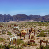 Wadi Rum. Settembre 2015