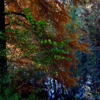 Autunno alla Zelata. 2015