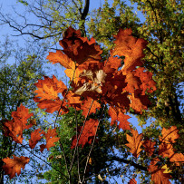 Autunno alla Zelata. 2015