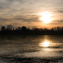 Tramonto sulla risaia