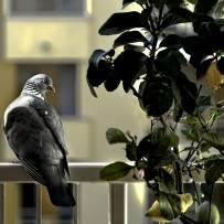 a7r8114_colomba_cromie